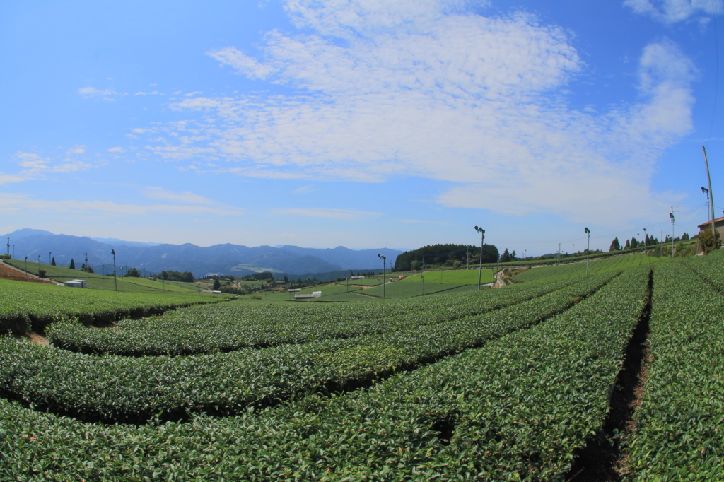 星野の茶畑