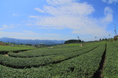 星野の茶畑