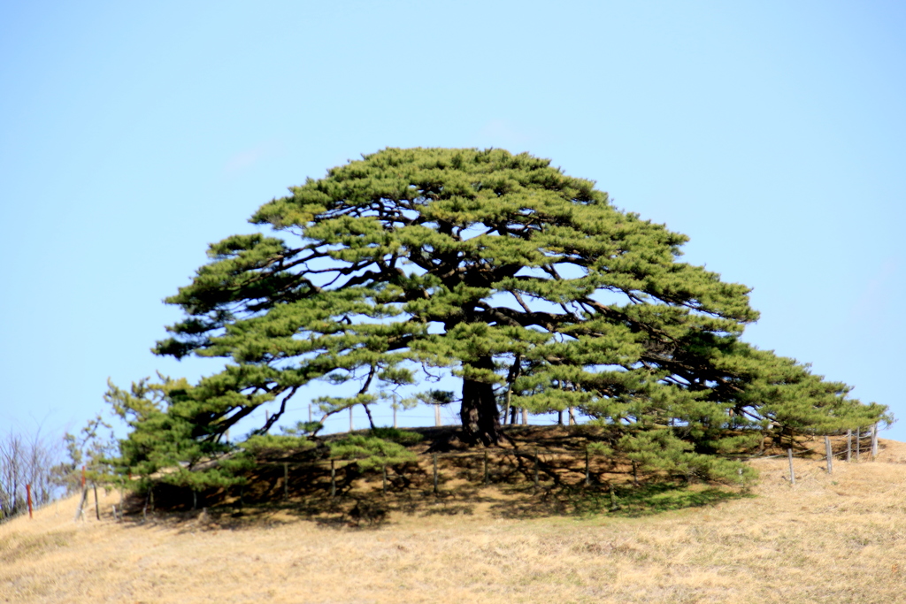 　井尻の唐傘の松