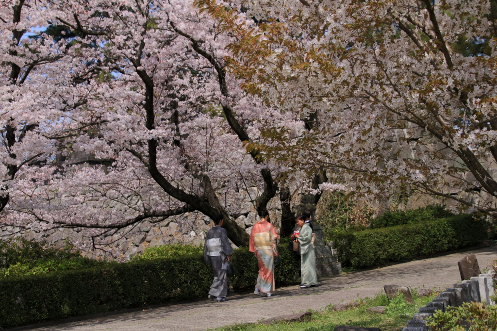 和服の人と桜