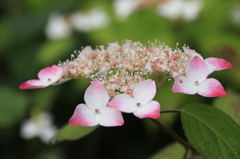 　紫陽花　２