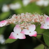 　紫陽花　２