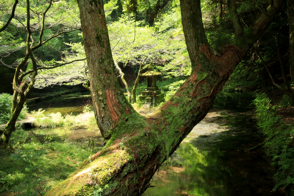  山吹水源　Ⅲ