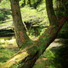  山吹水源　Ⅲ