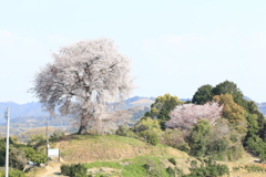 　平家一本桜　２