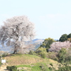 　平家一本桜　２