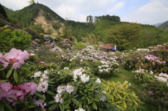 　ﾐﾔｼﾉｼｬｸﾅｹﾞ園　３