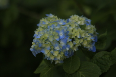 　紫陽花