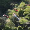 　元気なこいのぼり