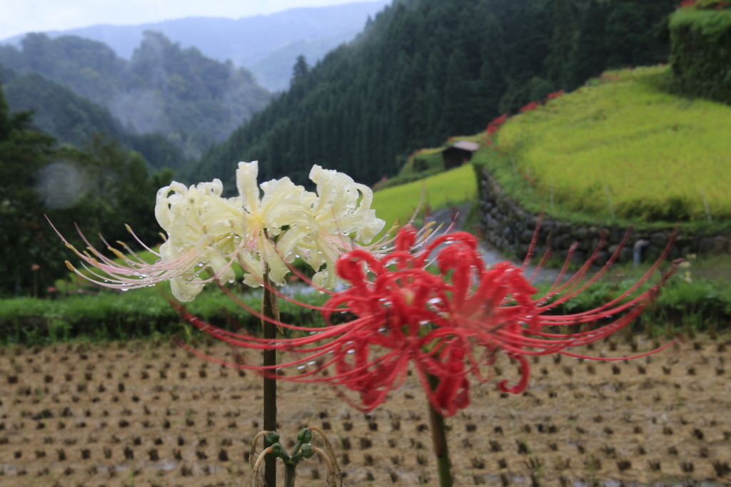 　紅白彼岸花