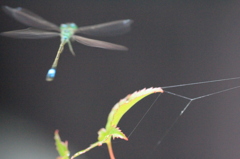 　さよなら～とんぼちゃん　３