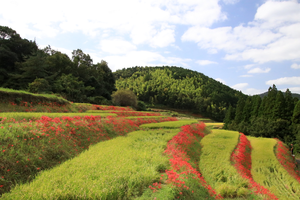 　棚田