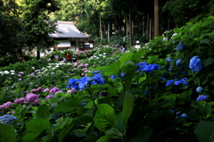 あじさい寺