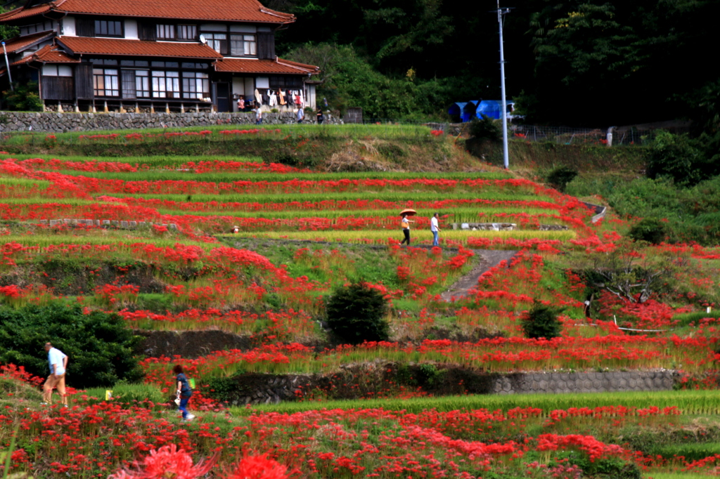 江里山の棚田　３