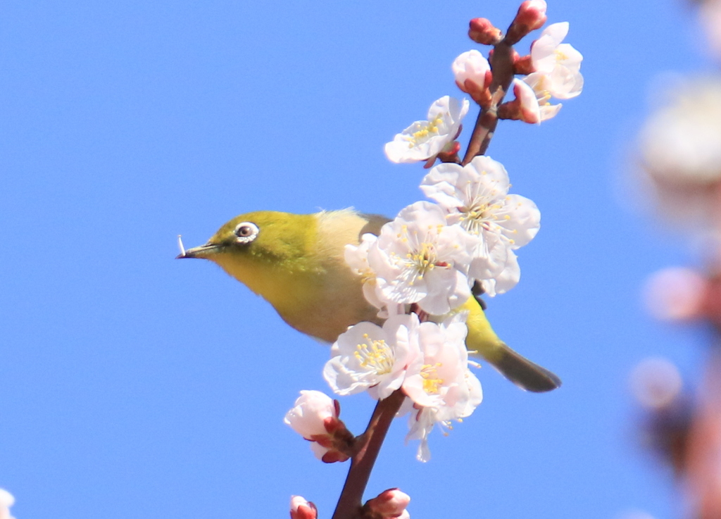 　くちばしについているよ　８