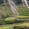 　ススキと鹿里の棚田
