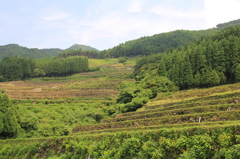 IMG_0735　蕨野棚田　４