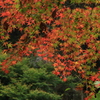　紅葉　３