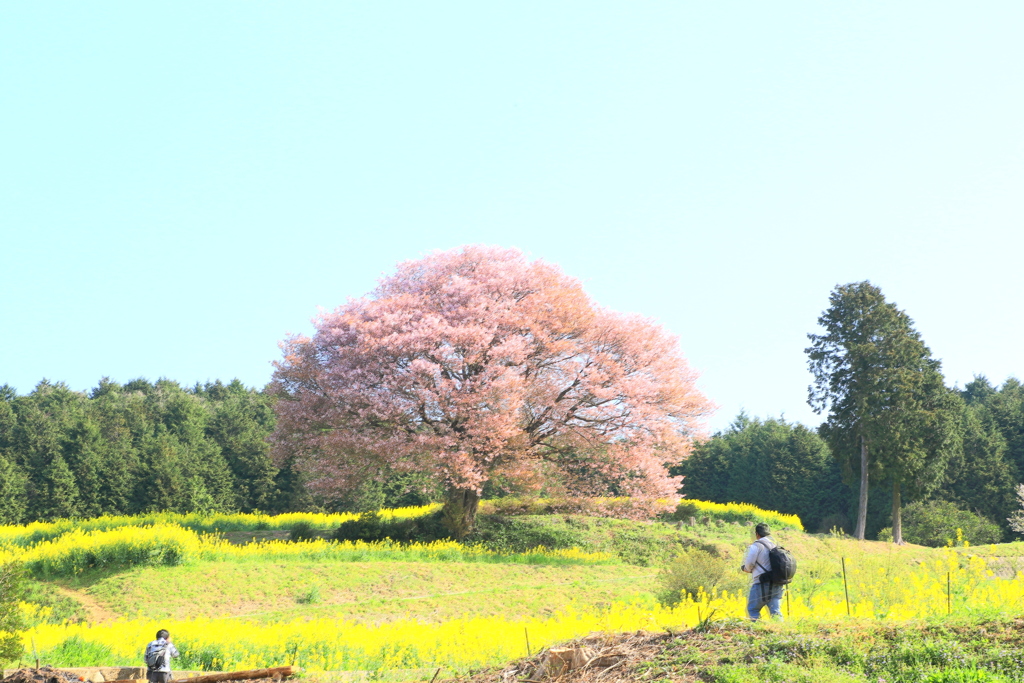 　馬場の山桜　３