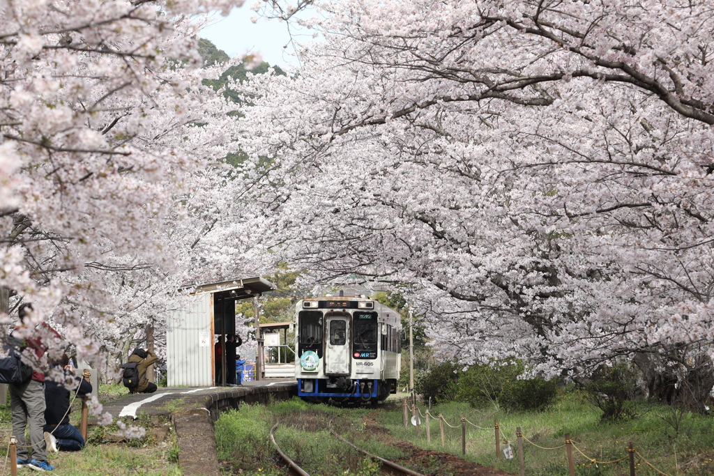 桜の駅　（浦の崎駅）