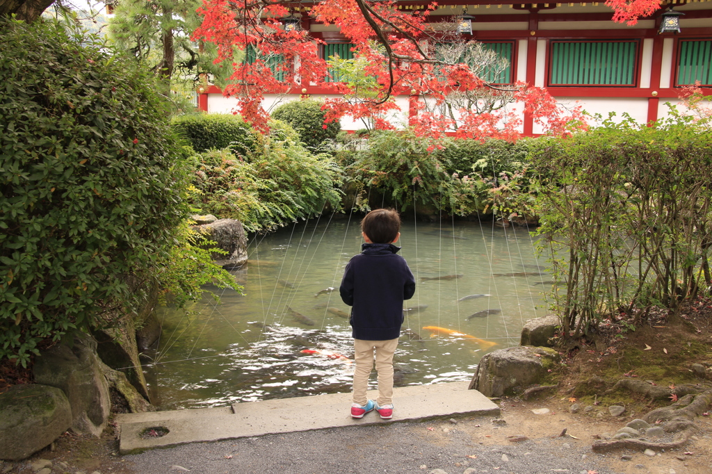 鯉にえさをやる子供