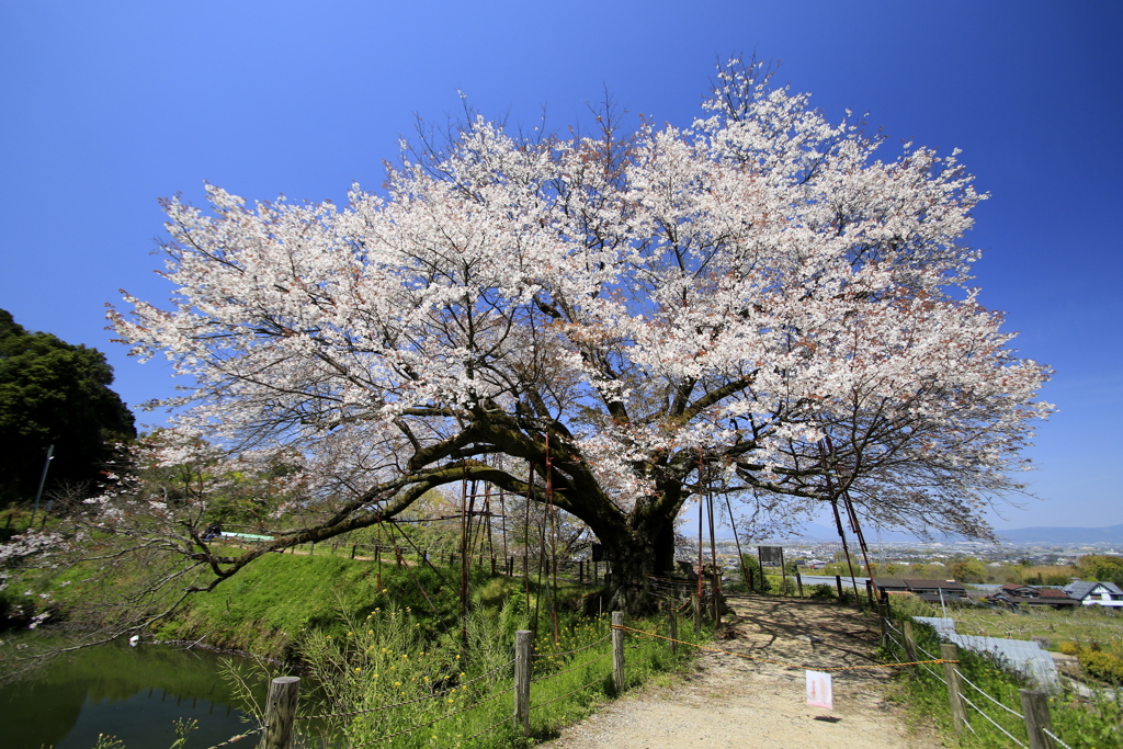 _浅井の一本桜　３