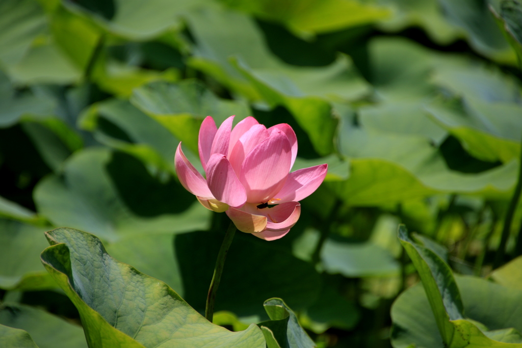  開花