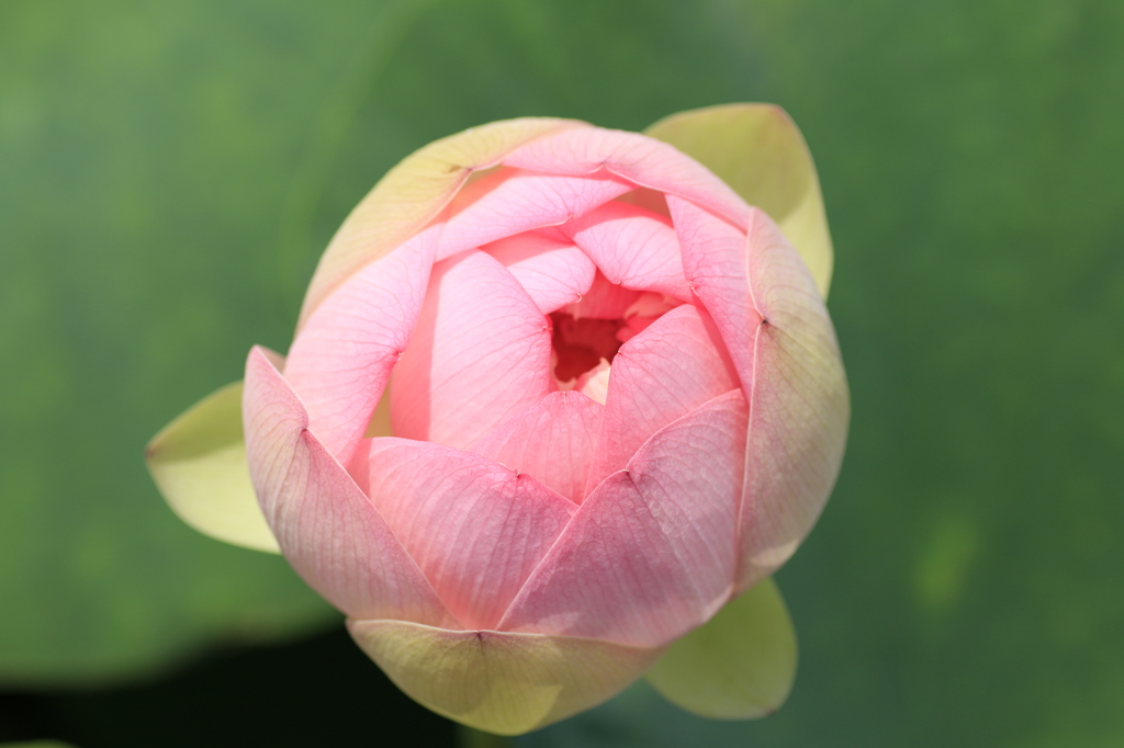 上からの蓮の花