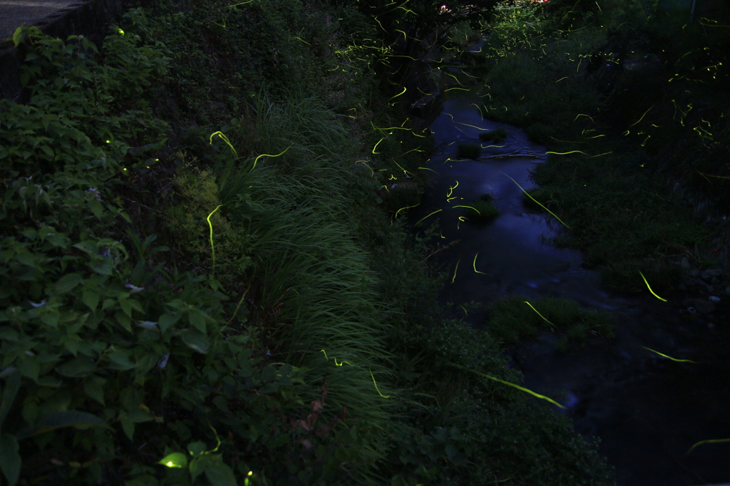  田代川ﾎﾀﾙ　１