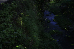  田代川ﾎﾀﾙ　１