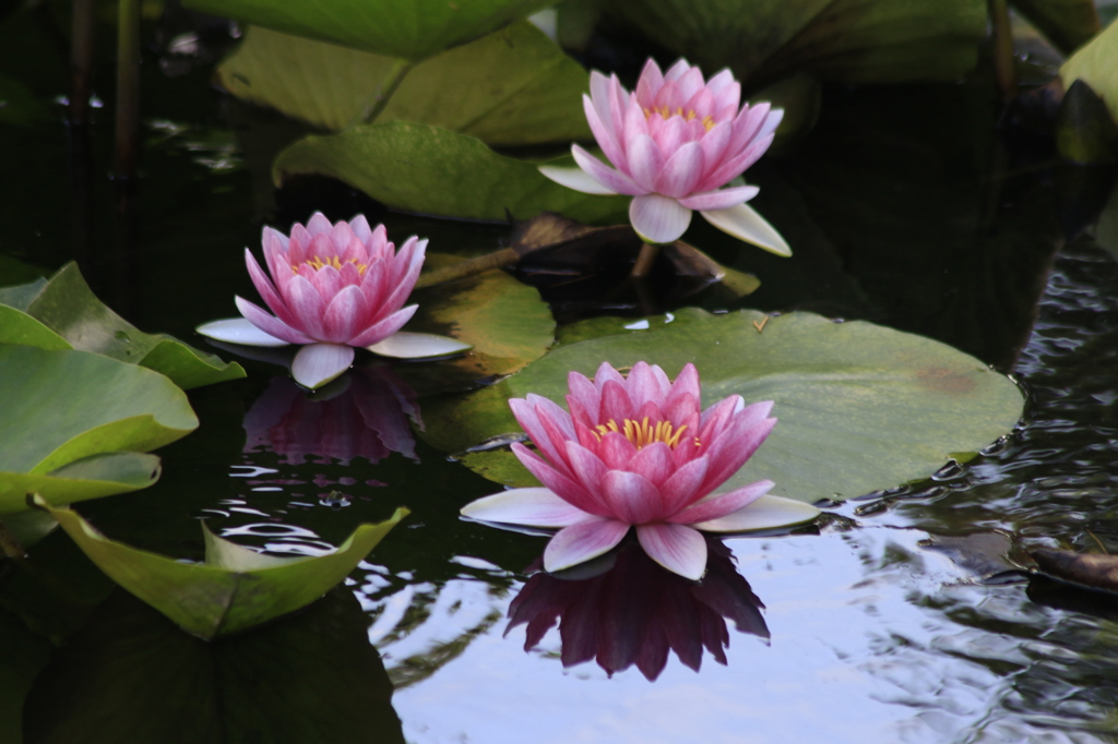 　水辺の華　睡蓮　３