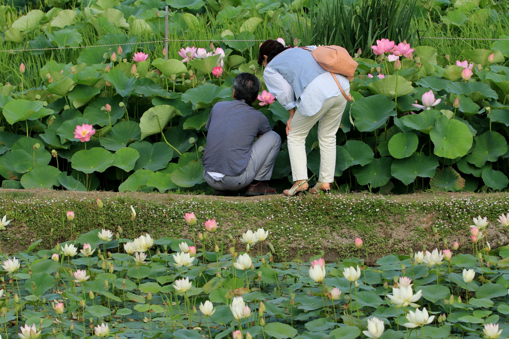  　夫婦