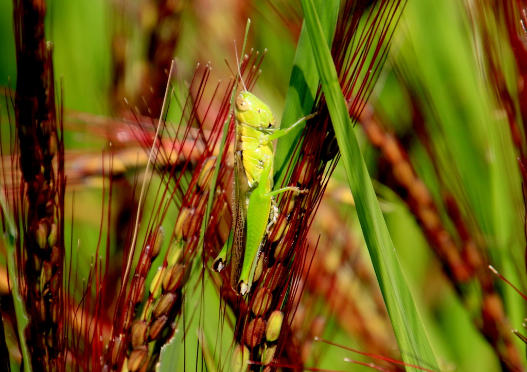 昆虫　バッタ