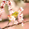 桜の中で　４