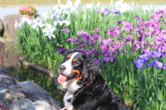 　おはよう　わんちゃん