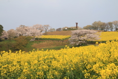 　白木峰高原　２