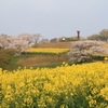 　白木峰高原　２