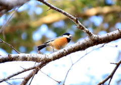 平和の鳥