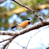 平和の鳥
