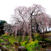身延のしだれ桜