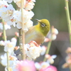 　梅花　メジロ　３