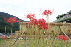 　彼岸花とはぜ掛け　３