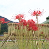 　彼岸花とはぜ掛け　３