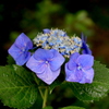 紫陽花　Ⅱ