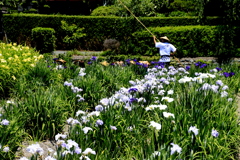 　花菖蒲