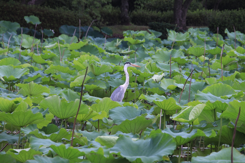  佐賀城公園　お堀