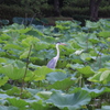  佐賀城公園　お堀