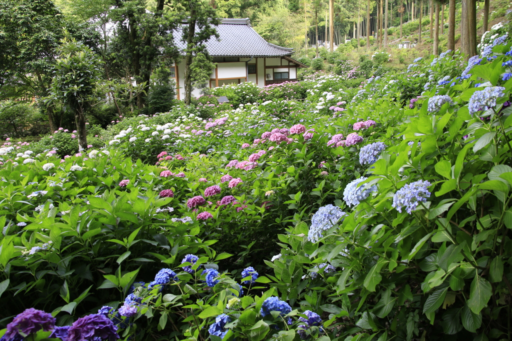  あじさい寺　（千光寺）