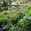  あじさい寺　（千光寺）