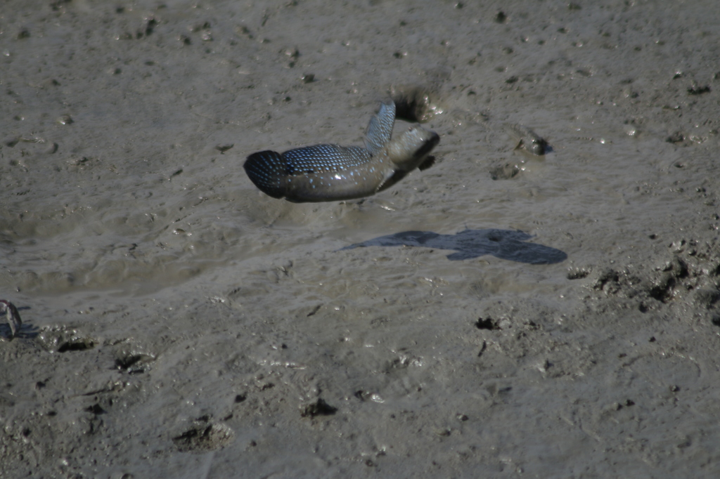  ジャンプ一番　むっごろう　１